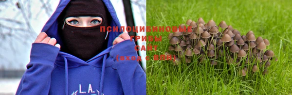 шишки Богданович
